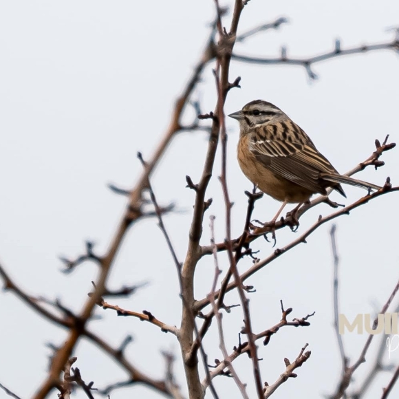 Rock Bunting